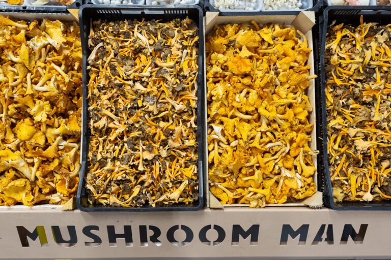 wild mushrooms